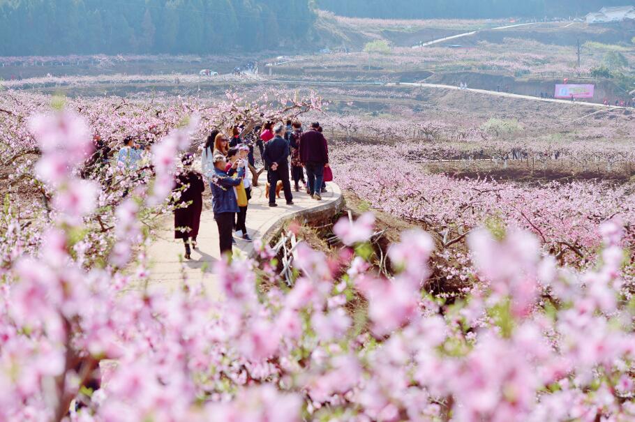 南充市西充县第七届桃花节将于3月日浓情绽放