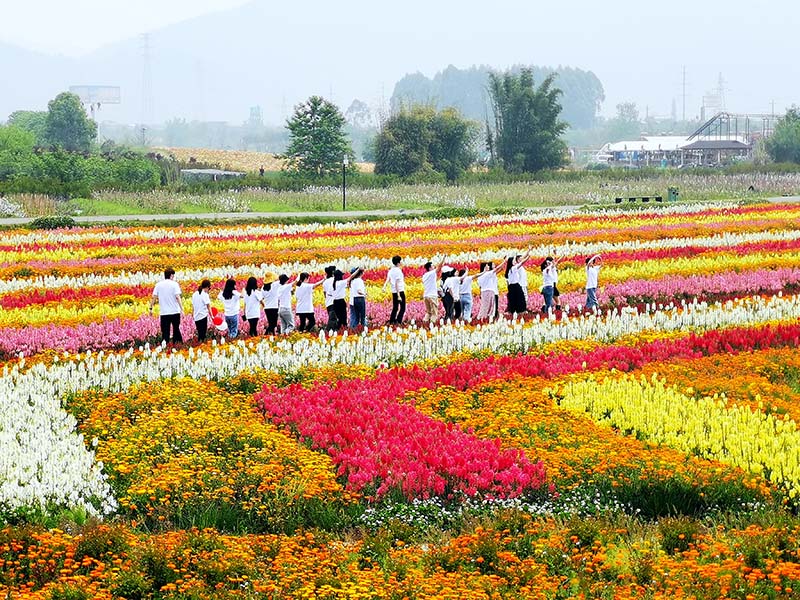 成都蔚然花海在全国率先推出"一次购票,终身免票"